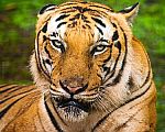 tygr tygr